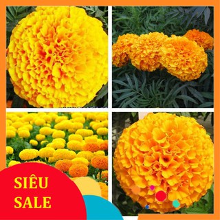 50 Hạt giống Hoa Cúc Vạn Thọ Mỹ (tặng gói kích nẩy mầm và hướng dẫn) VIETPHAT