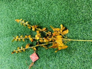 Cành vàng lá ngọc