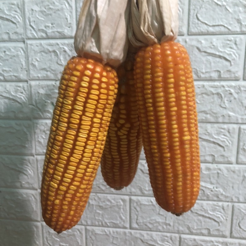 Combo 3 Trái bắp khô,Dây bắp ngô trang trí decor tết.trang trí mần non, decor quán cafe nhà hàng