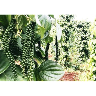 CÂY GIỐNG TIÊU SRILANKA. [ CÂY CHUẨN NHƯ HÌNH ]