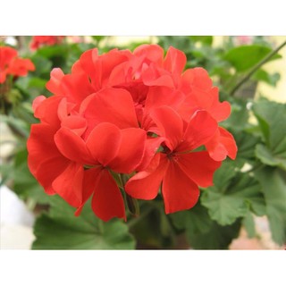 Hạt Giống Hoa Phong Nữ Thảo Mix Nhiều Màu Nhập Khẩu Đức Gói 10 Hạt