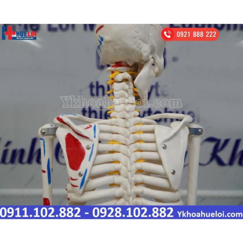 MÔ HÌNH GIẢI PHẪU TOÀN BỘ HỆ XƯƠNG NGƯỜI 85CM