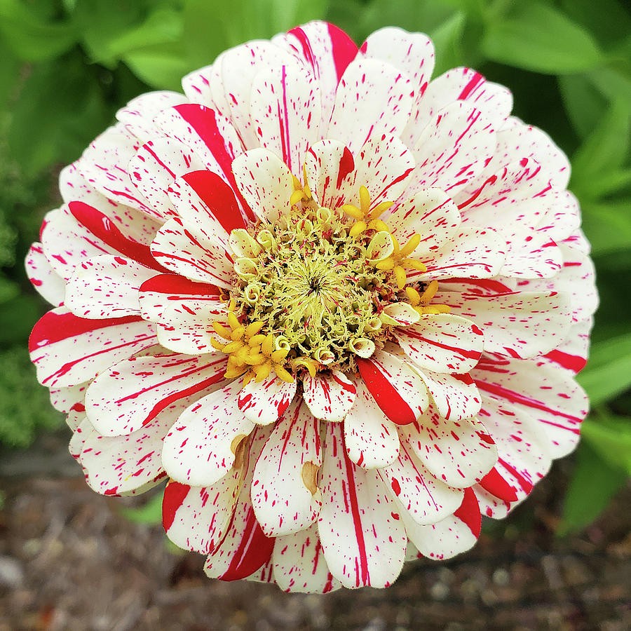 30 Hạt Giống Hoa Cúc Lá Nhám CandyStripe