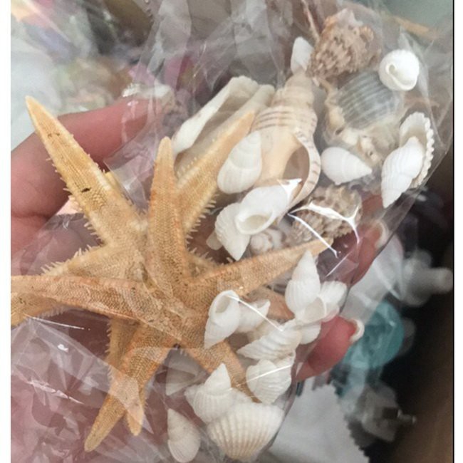 Vỏ Ốc Và Sao Biển Trang Trí Chụp Ảnh