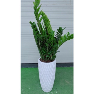 Chau cay kim phat tai 1m