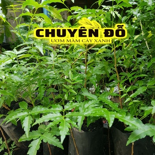 CÂY SẦU ĐÂU LÁ LÀM GỎI
