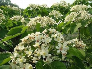 1 lít Mật ong trắng rừng( hoa Blongsoong) chuẩn sịn