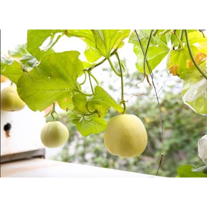 Combo 2 gói phân vi sinh vật Điền Trang-META, nấm đối kháng côn trùng, bảo vệ bộ rễ