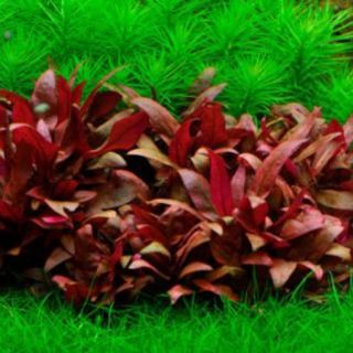 Huyết tâm lan mini ( CÂY TIỀN CẢNH)  ( 15 ngọn 50k) lá nước