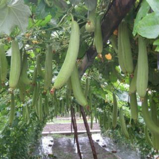 Hạt giống Mướp hương (Sponge Gourd seeds)