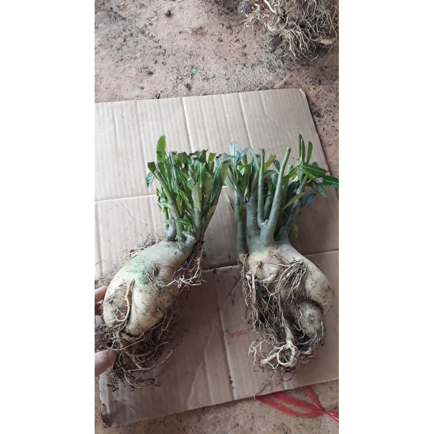 củ sứ thái 90k