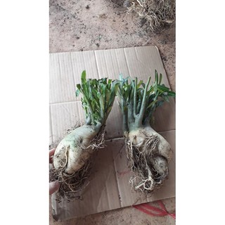 củ sứ thái 90k