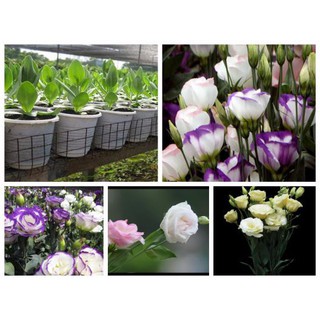 Hạt giống hoa cát tường mix