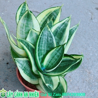 Lưỡi Hổ Thái Vàng