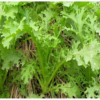 Hạt giống cải đuôi phụng 10gr