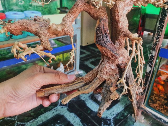 CÂY BONSAI CÓ TÁN TRANG TRÍ HỒ CÁ THỦY SINH NON BỘ 30x13x20cm