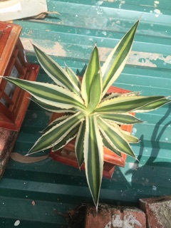 Cây agave century