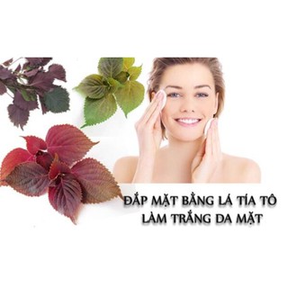 Bột Lá Tía Tô Nguyên Chất (Perilla Frutescens Powder)