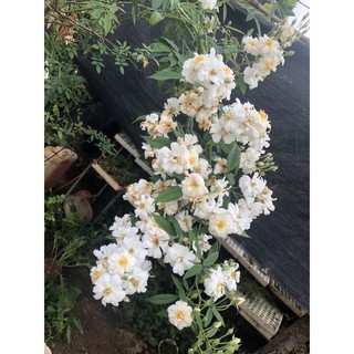 cây giống hoa Hồng ngỗng tuyết/ hồng ngoại nhiều màu
