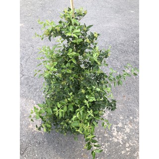 Chậu cây Nguyệt Quế leo