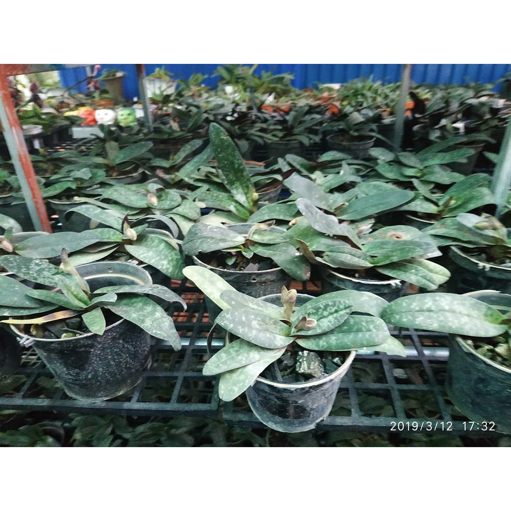 Lan hài chó đốm