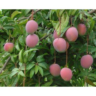 cây giống xoài úc