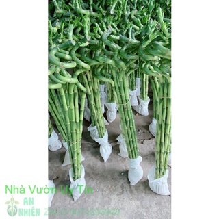 Phát tài xoắn 10 cây