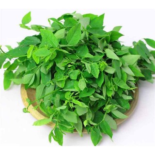 Hạt Giống Rau Bồ Ngót Gói 1g