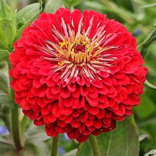 [ Mùa 1 tặng 1] Hạt giống cúc lá nhám đỏ Samika_ Tặng 1 loại hoa bất kì