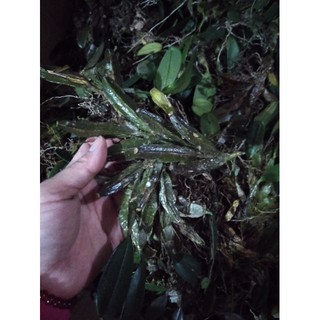 Hoa phong lan vảy rồng