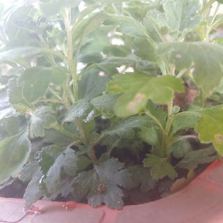Cây giống cúc mâm xôi vàng