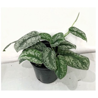 Cây Trầu Bà Lụa để bàn (Cây Scindapsus pictus Exotica)