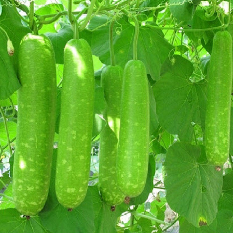 Hạt giống bầu sao (tặng kèm phân)