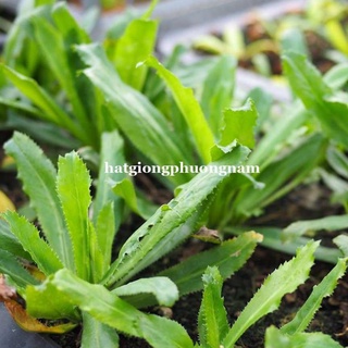 5gr - hạt giống rau mùi tàu