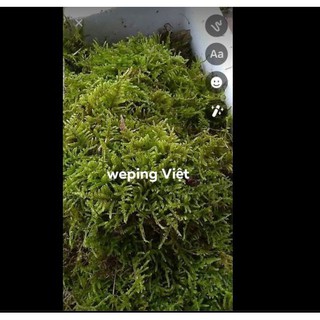 Rêu Weeping Việt Lá Cạn - 1 tấc 10*10cm