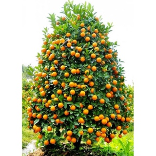 500g Phân gà viên nén Nhật Bản (xúc lẻ 500g đóng túi zip)