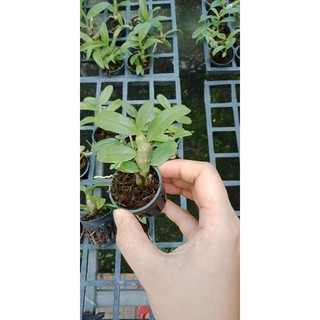 Trầm rồng đỏ giống