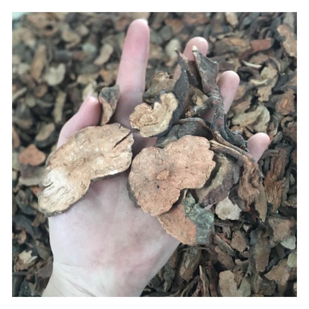 Hà Thủ Ô Đỏ Loại 1 Hàng Mới Chất Lượng | BigBuy360 - bigbuy360.vn