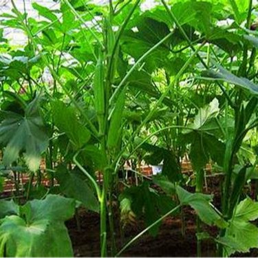 Hạt giống đậu bắp xanh F1 . Túi 10gr