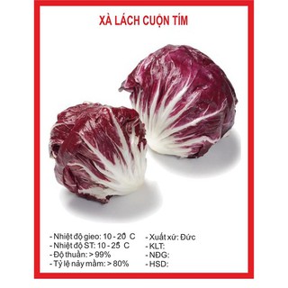 Hạt giống xà lách cuộn tím