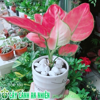 Chậu Cây Vạn Lộc Hồng