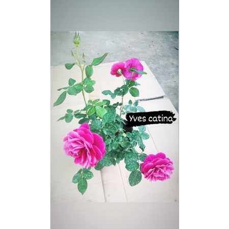 Cây hoa hồng ngoại Yves Catina màu đỏ tím