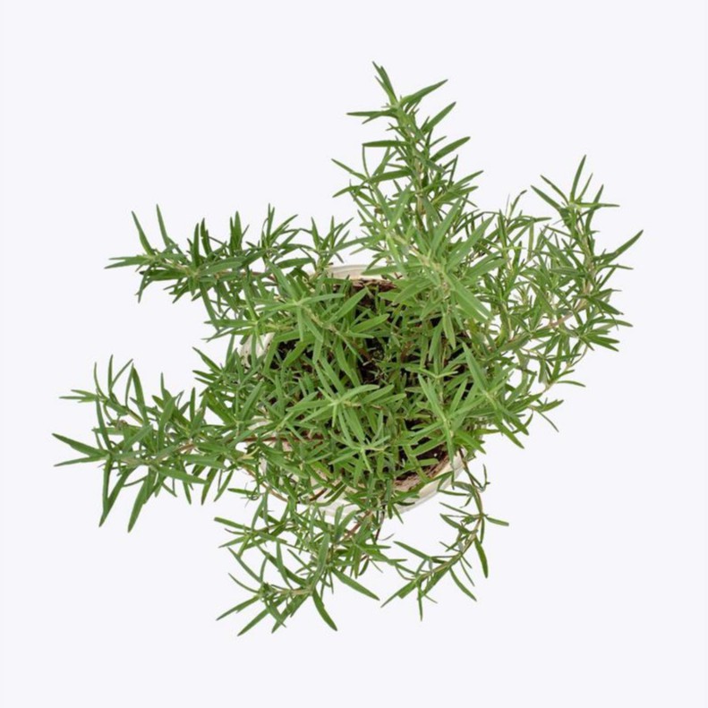 Cây hương thảo rosemary từ vườn hoa LAFAGARDEN 1 cây cao từ 35cm đến 45cm có nhiều cành nhánh khỏe