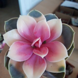 Sen đá Hồng tâm