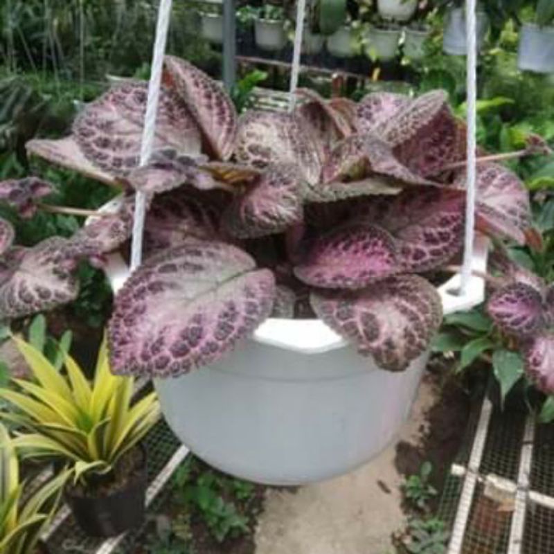 Cây Gấm Tiểu Muội 4 màu