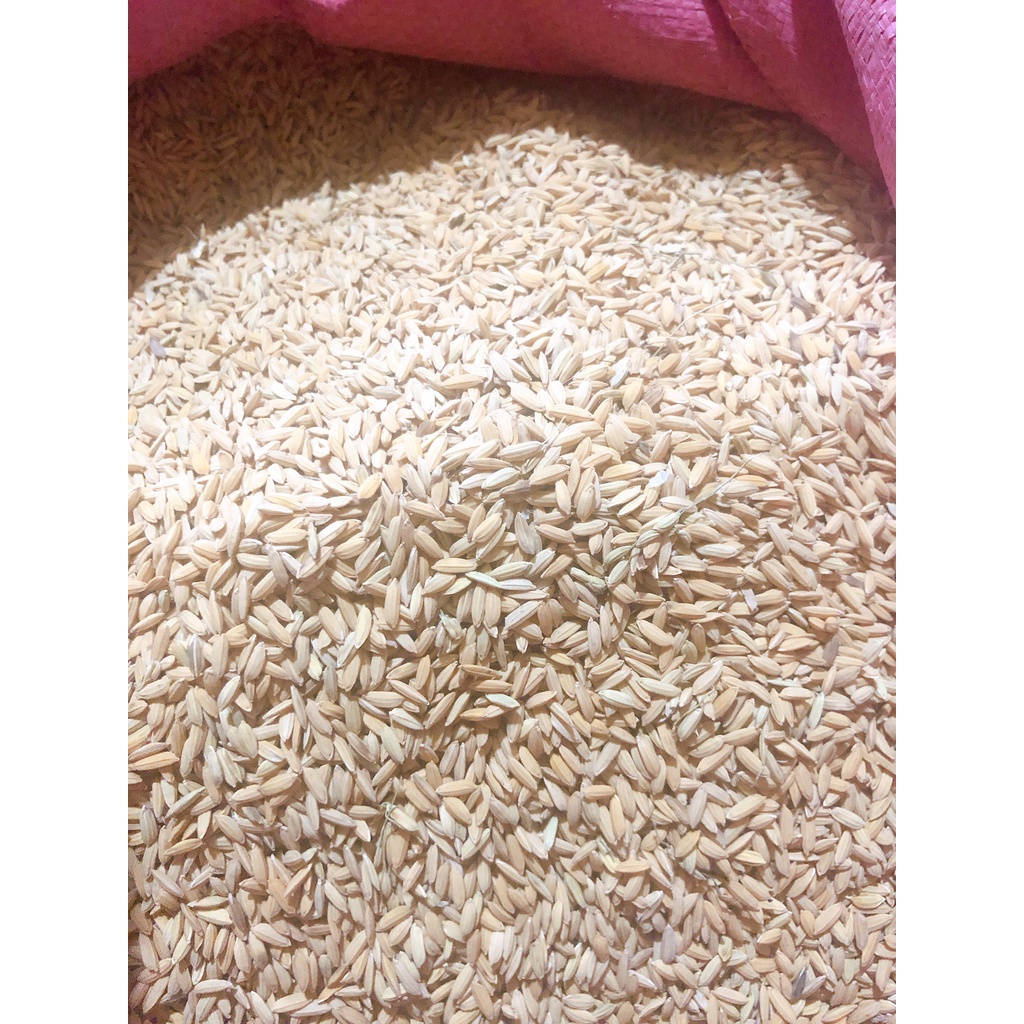 1Kg Lúa  rê sạch cho gà đá, cu gáy, bồ câu, sóc hoặc ươm mầm