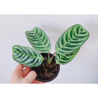Chậu mềm đuôi công vân xanh