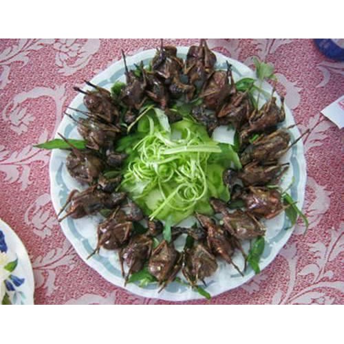 Keo bẫy chim sẻ siêu dính hàng cao cấp 3 lạng ,5 lạng, 1 kg