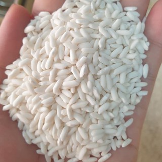 Nếp Sáp Dẻo Bao 5 Ký -Hàng Mới