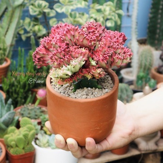 Xương rồng vạn lý đỏ | Euphorbia Lactea Cristata